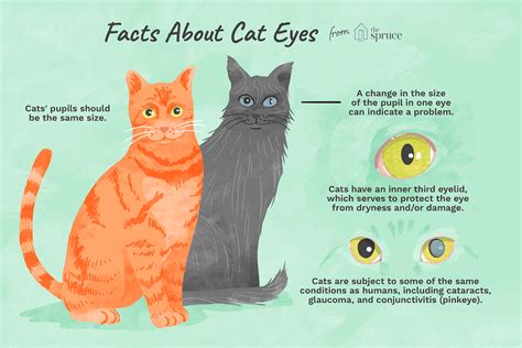 different cat eyes|Cats and Their Very Unique Eyes .
